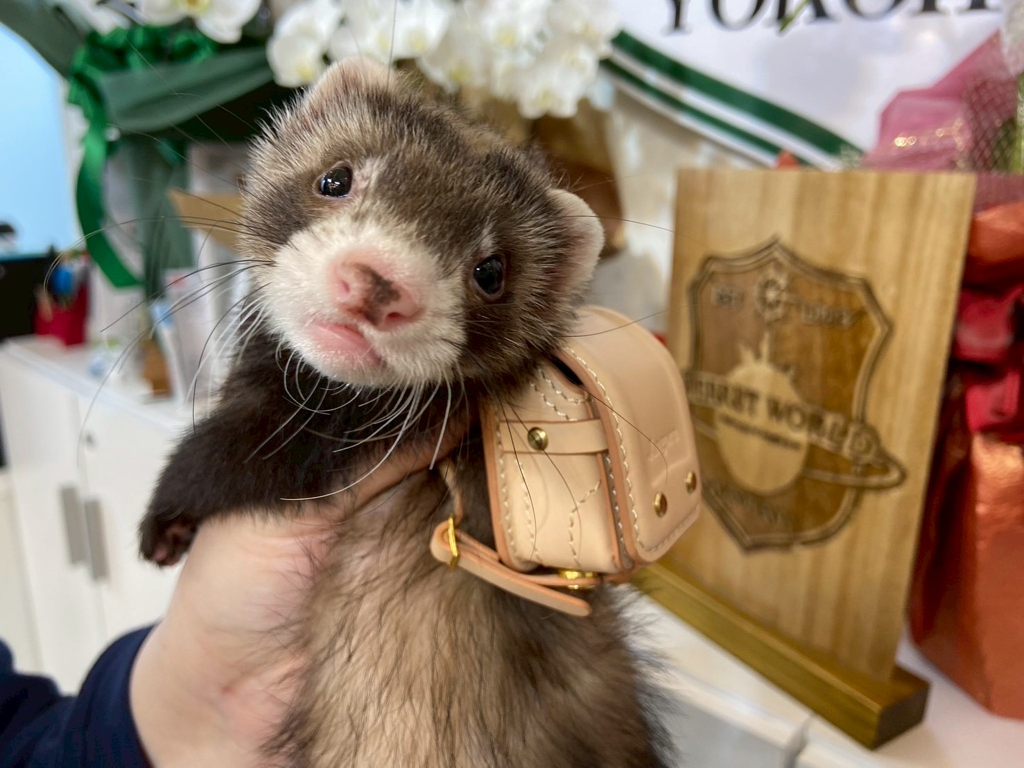 ランドセルを背負ったフェレット