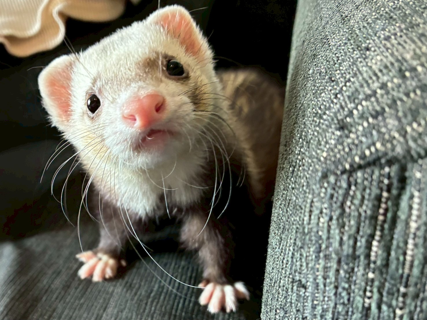 ホワイトのフェレット
