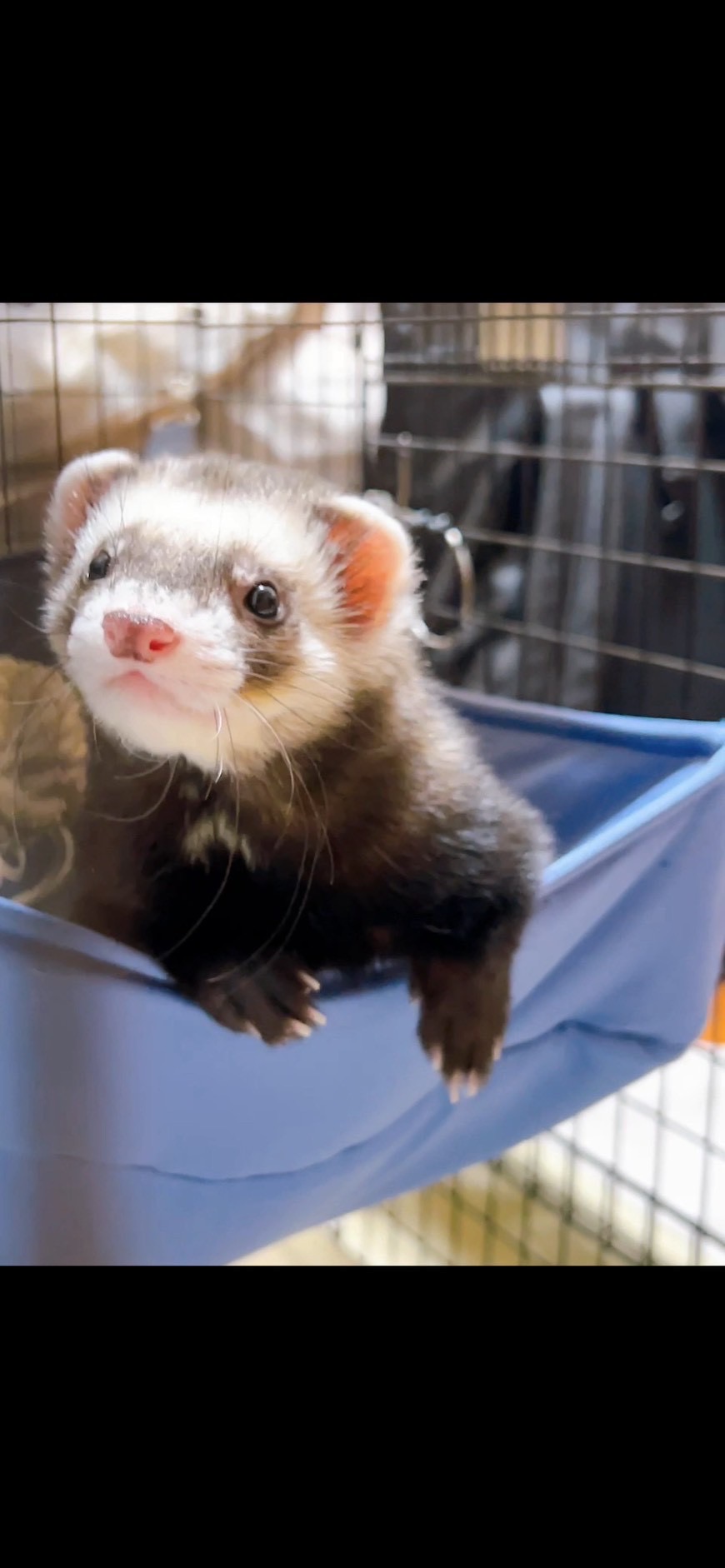 ハンモックでくつろぐフェレット