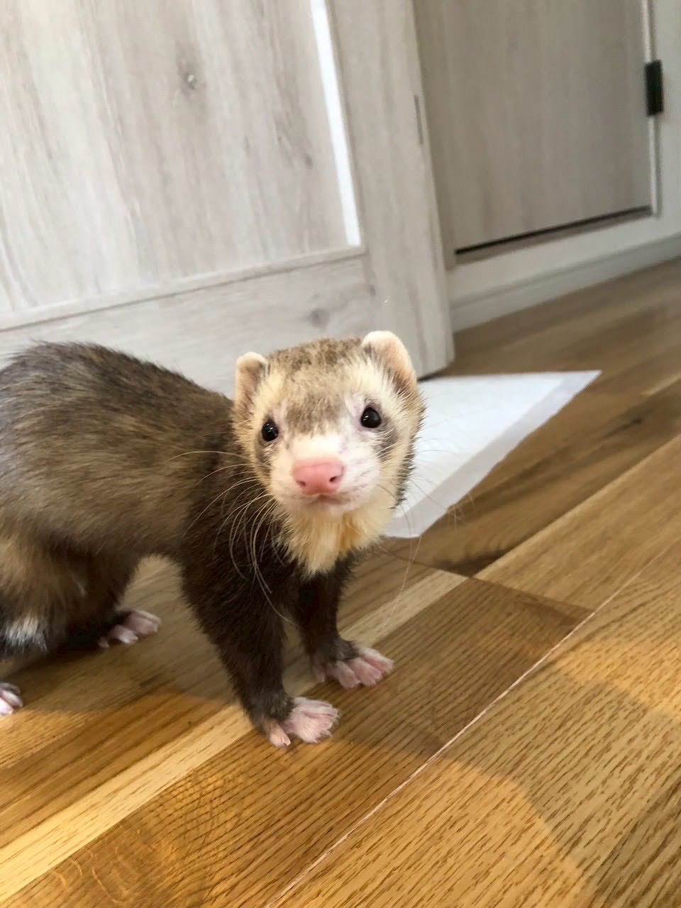 お部屋を歩くフェレット